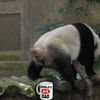Move Over "Cat Crap Coffee," Panda Poo Tea Is Coming!